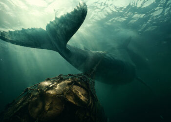 Bitcoin whales just bought the most BTC since 2013 – so why is the price stuck below $80,000?