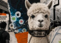Crypto promised to eliminate stockbrokers, but 94% of its tokenized market now relies on an Alpaca
